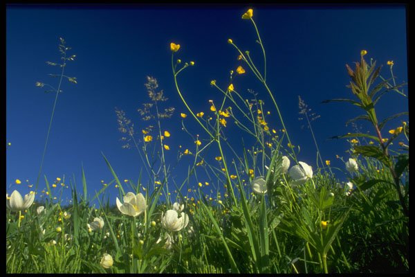 490019 Anemone And Buttercups In Canada A4 Photo Print