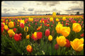 490020 Tulip Field In Oregon A4 Photo Print