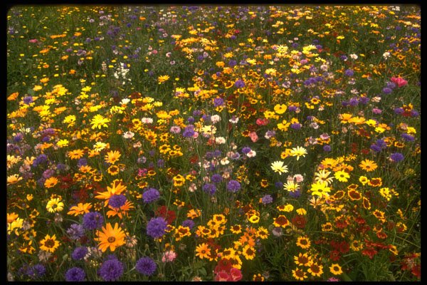 490021 Wildflowers A4 Photo Print