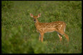 490022 A Three week old Whitetail Fawn, Galapagos Islands A4 Photo Print