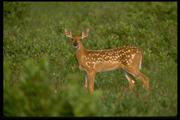 490022 A Three week old Whitetail Fawn, Galapagos Islands A4 Photo Print