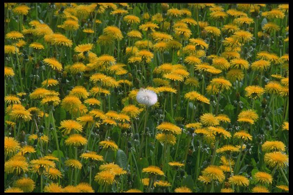 490029 Field Of Dandelions In The Netherlands A4 Photo Print