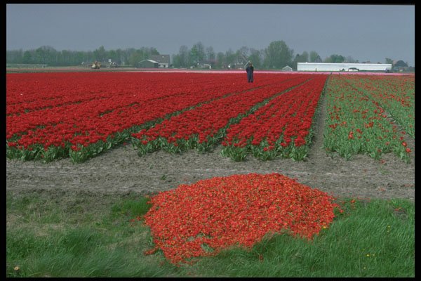 490030 Bulb Fields Near Westwoud In The North Of Holland A4 Photo Print