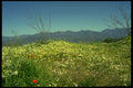490032 Spring Field In The Mountains Of Cyprus A4 Photo Print