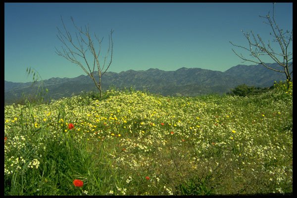 490032 Spring Field In The Mountains Of Cyprus A4 Photo Print