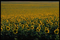 490033 A Sunflower Field In Spain A4 Photo Print
