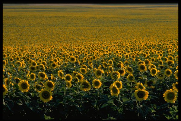 490033 A Sunflower Field In Spain A4 Photo Print