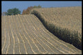 490036 Harvest Time A4 Photo Print