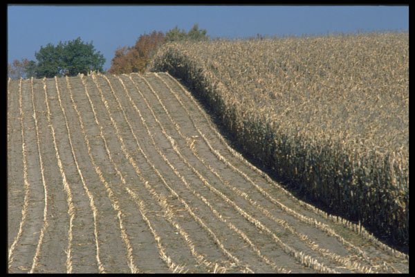 490036 Harvest Time A4 Photo Print