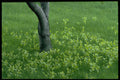 490038 Field Of Grass With Tree In Ontario, Canada A4 Photo Print