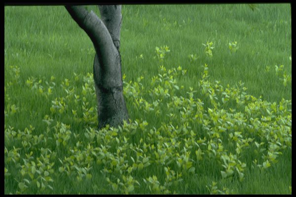 490038 Field Of Grass With Tree In Ontario, Canada A4 Photo Print