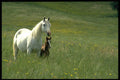 490039 Arabian Mare And Foal In Victoria, Australia A4 Photo Print