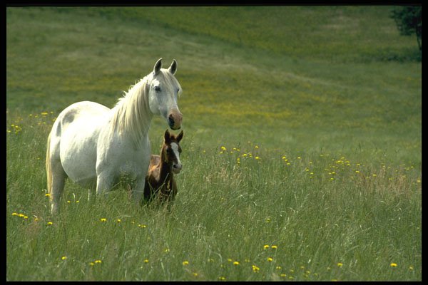 490039 Arabian Mare And Foal In Victoria, Australia A4 Photo Print