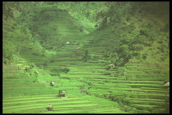490041 Rice Paddy Terraces In Java, China A4 Photo Print