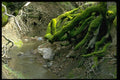 490056 Moss covered Tree Roots By Stream A4 Photo Print