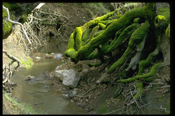 490056 Moss covered Tree Roots By Stream A4 Photo Print