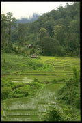 490057 Green Fields In The North Of Thailand A4 Photo Print