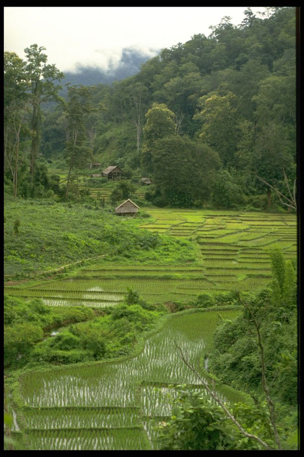 490057 Green Fields In The North Of Thailand A4 Photo Print