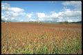 490059 Maize Field In France A4 Photo Print