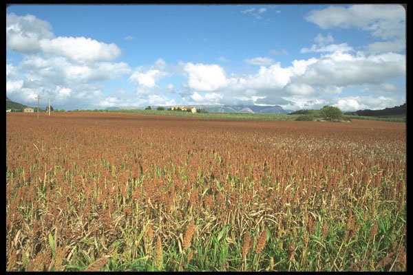 490059 Maize Field In France A4 Photo Print