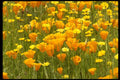 490062 Wildflower Field In Bear Valley, California A4 Photo Print