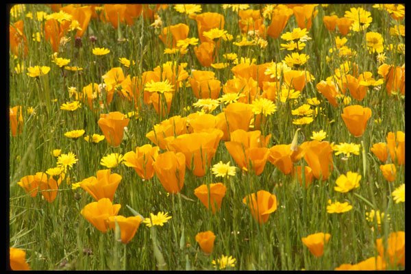 490062 Wildflower Field In Bear Valley, California A4 Photo Print