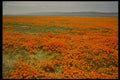 490064 Springtime On The California Poppy Reserve A4 Photo Print