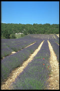 490065 Lavender In Sault Provence, France A4 Photo Print