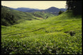 490067 Boh Tea Plantation In Malaysia A4 Photo Print