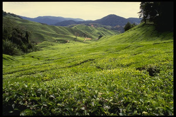 490067 Boh Tea Plantation In Malaysia A4 Photo Print