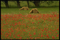 490068 Poppies In Vendee, France A4 Photo Print