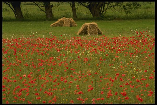 490068 Poppies In Vendee, France A4 Photo Print
