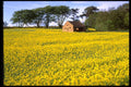 490070 Field Of Yellow Rapeseed In North Yorkshire, UK A4 Photo Print