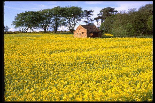 490070 Field Of Yellow Rapeseed In North Yorkshire, UK A4 Photo Print