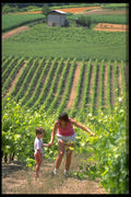 490071 Vineyard In Burgundy, France A4 Photo Print