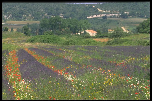 490073 Lavender In Provence, France A4 Photo Print