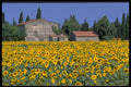 490074 Field In Tuscany, France A4 Photo Print