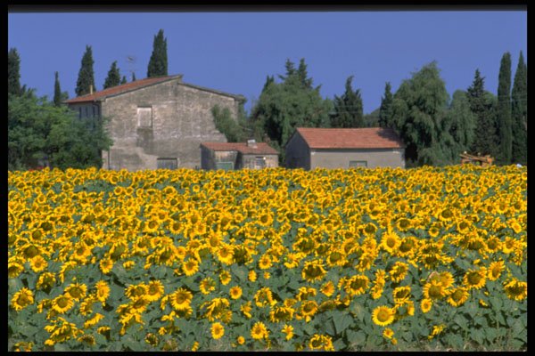 490074 Field In Tuscany, France A4 Photo Print