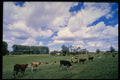 490075 Hamilton, New Zealand A4 Photo Print