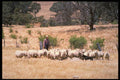 490076 Sheep Dog Demonstration In Canberra, Australia A4 Photo Print