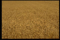 490078 Wheat Field A4 Photo Print