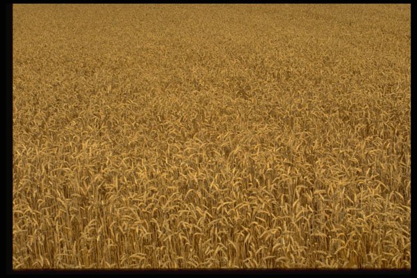 490078 Wheat Field A4 Photo Print