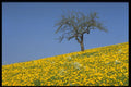 490079 Apple Tree And Dandelion Meadow A4 Photo Print