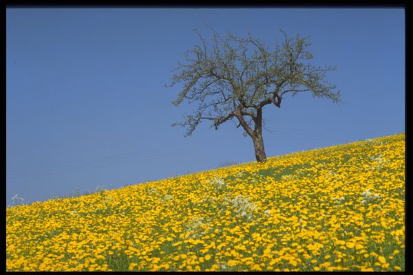 490079 Apple Tree And Dandelion Meadow A4 Photo Print