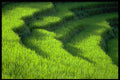 490090 Layered Rice Fields A4 Photo Print