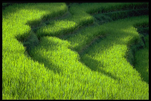 490090 Layered Rice Fields A4 Photo Print