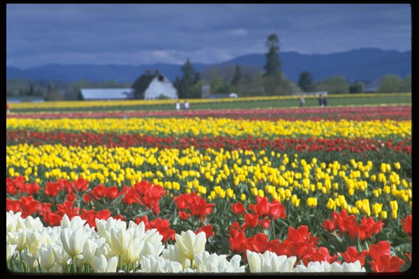 490091 Skagit Valley, Mount Rainier, Washington, USA A4 Photo Print
