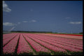 490094 Colorful tulips in bulb fields in the Netherlands A4 Photo Print