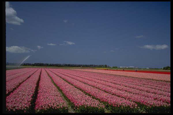 490094 Colorful tulips in bulb fields in the Netherlands A4 Photo Print
