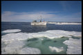 491005 Walrus Hunting, North Of Digger's Islands A4 Photo Print